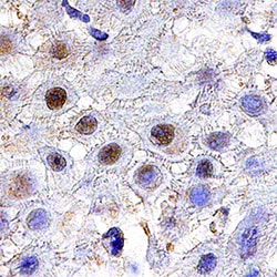 Human TGIF1 Antibody, R D Systems:Antibodies:Primary Antibodies