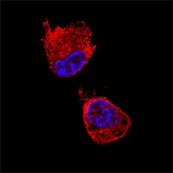 Mouse TGN38 Antibody, R D Systems 100ug; Unlabeled:Antibodies, Monoclonal
