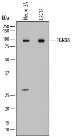Mouse TGN38 Antibody, R D Systems 100ug; Unlabeled:Antibodies, Monoclonal