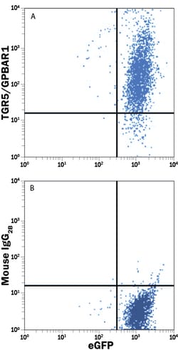 Human TGR5/GPBAR1 PE-conjugated Antibody, R D Systems 100 Tests; PE:Antibodies,