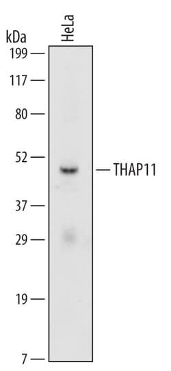 Human/Mouse THAP11 Antibody, R D Systems 100ug; Unlabeled:Antibodies, Monoclonal
