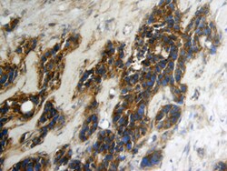Human Thioredoxin-1 Antibody, R D Systems 25&mu;g; Unlabeled:Antibodies,