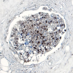 Human Thioredoxin-1 Antibody, R D Systems 25&mu;g; Unlabeled:Antibodies,