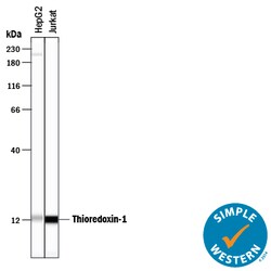 Human Thioredoxin-1 Antibody, R D Systems 25&mu;g; Unlabeled:Antibodies,