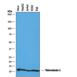 Human Thioredoxin-1 Antibody, R D Systems 25&mu;g; Unlabeled:Antibodies,