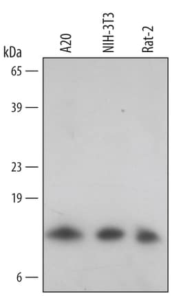 Mouse/Rat Thioredoxin-like 5/TRP14 Antibody, R D Systems 25 &mu;g | Buy Online | R&D Systems | Fisher Scientific