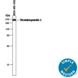 Human Thrombospondin-1 Antibody, R D Systems 100 &mu;g | Buy Online | R&D Systems | Fisher Scientific