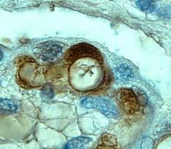 Human Tie-1 Antibody, R D Systems 25&mu;g; Unlabeled:Antibodies, Polyclonal