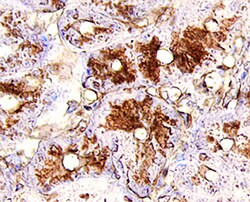 Human Tie-1 Antibody, R D Systems 500ug; Unlabeled:Antibodies, Monoclonal