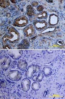 Human Tie-1 Antibody, R D Systems 500ug; Unlabeled:Antibodies, Monoclonal