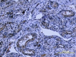 Human Tie-2 Antibody, R D Systems 25&mu;g; Unlabeled:Antibodies, Polyclonal