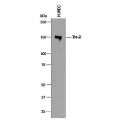 Human Tie-2 Antibody, R D Systems 25&mu;g; Unlabeled:Antibodies, Polyclonal