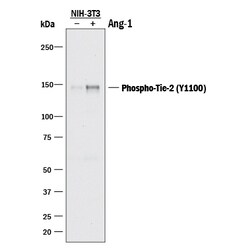 Human/Mouse Phospho-Tie-2 (Y1102/Y1100) Antibody, R D Systems 25 &mu;g | Buy Online | R&D Systems | Fisher Scientific