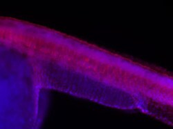 Zebrafish Tie-2 Antibody, R D Systems 100&mu;g; Unlabeled:Antikörper