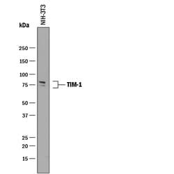 Mouse TIM-1/KIM-1/HAVCR Antibody, R D Systems 25&mu;g; Unlabeled:Antibodies,