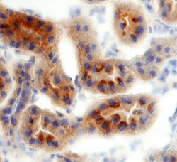 Rat TIM-1/KIM-1/HAVCR Antibody, R D Systems 25&mu;g; Unlabeled:Antibodies,