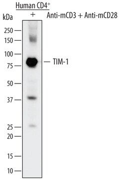 Human TIM-1/KIM-1/HAVCR Antibody, R D Systems:Antibodies:Primary Antibodies