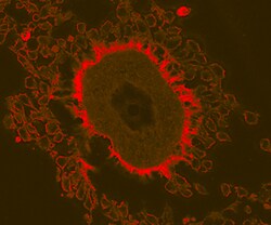 Mouse TIMP-1 Antibody, R D Systems 100&mu;g; Unlabeled:Antibodies, Polyclonal