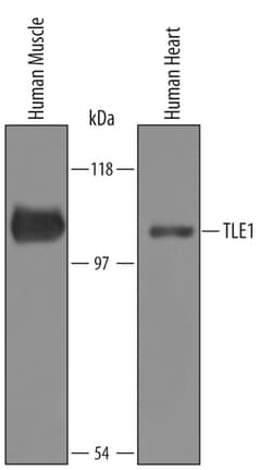 Human TLE1 Antibody, R D Systems 100&mu;g; Unlabeled:Antibodies, Polyclonal