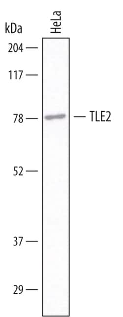 Human TLE2 Antibody, R D Systems 25&mu;g; Unlabeled:Antibodies, Monoclonal