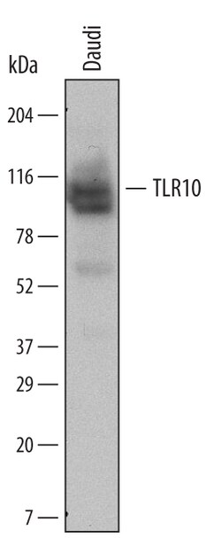 Human TLR10 Antibody, R D Systems 100ug; Unlabeled:Antibodies, Monoclonal