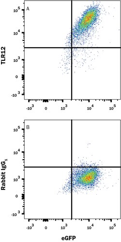 Mouse TLR12 Antibody, R D Systems:Antibodies:Primary Antibodies