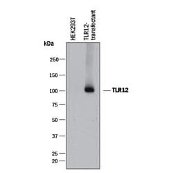 Mouse TLR12 Antibody, R D Systems:Antibodies:Primary Antibodies