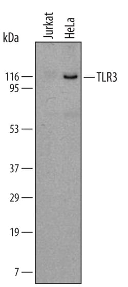 Human TLR3 Antibody, R D Systems 100ug; Unlabeled:Antibodies, Monoclonal