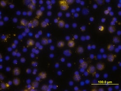 Human TLR4 Antibody, R D Systems 25&mu;g; Unlabeled:Antibodies, Polyclonal
