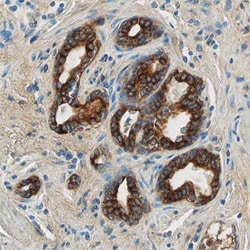 Human TLR4 Antibody, R D Systems 25&mu;g; Unlabeled:Antibodies, Polyclonal
