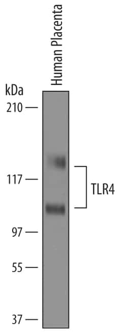 Human TLR4 Antibody, R D Systems 25&mu;g; Unlabeled:Antibodies, Polyclonal