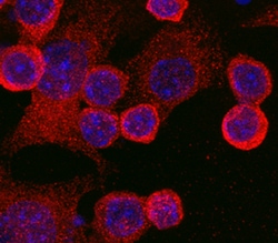 Mouse TLR4 Antibody, R D Systems 25&mu;g; Unlabeled:Antibodies, Monoclonal