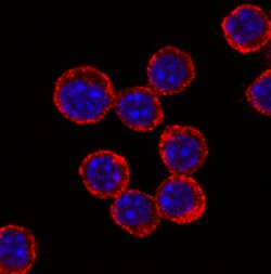 Mouse TLR4 Antibody, R D Systems:Antibodies:Primary Antibodies