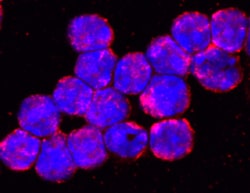 Mouse TLR9 Antibody, R D Systems 25 &mu;g | Buy Online | R&D Systems | Fisher Scientific