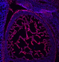Mouse TM4SF1 Antibody, R D Systems 100&mu;g; Unlabeled:Antibodies, Polyclonal