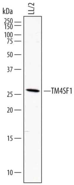 Mouse TM4SF1 Antibody, R D Systems 100&mu;g; Unlabeled:Antibodies, Polyclonal