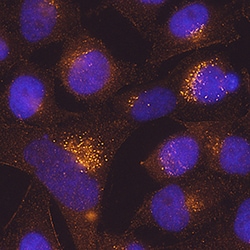Human TMEM59 Antibody, R D Systems:Antibodies:Primary Antibodies