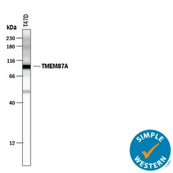 Human TMEM87A Antibody, R D Systems 100 &mu;g | Buy Online | R&D Systems | Fisher Scientific