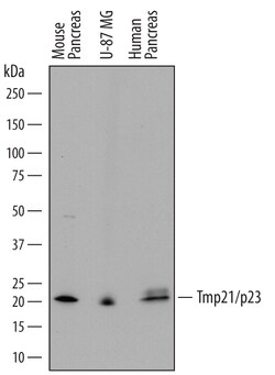 Human/Mouse Tmp21/p23 Antibody, R D Systems 25&mu;g; Unlabeled:Antibodies,