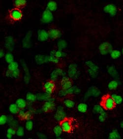 Human TNF RI/TNFRSF1A Antibody, R D Systems 25&mu;g; Unlabeled:Antibodies,