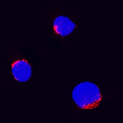 Bovine TNF-alpha Antibody, R D Systems 100&mu;g; Unlabeled:Antibodies,