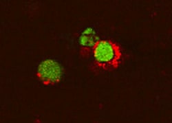 Human/Mouse TNF-alpha Antibody, R D Systems 100&mu;g; Unlabeled:Antibodies,