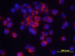 Human/Mouse TNF-alpha Antibody, R D Systems 100&mu;g; Unlabeled:Antibodies,