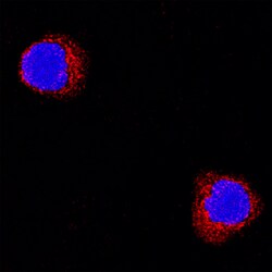 Rat TNF-alpha Antibody, R D Systems 100&mu;g; Unlabeled:Antikroppar