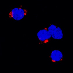 Porcine TNF-alpha Antibody, R D Systems 25&mu;g; Unlabeled:Antibodies,