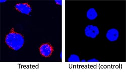 Porcine TNF-alpha Antibody, R D Systems 100ug; Unlabeled:Antibodies, Monoclonal