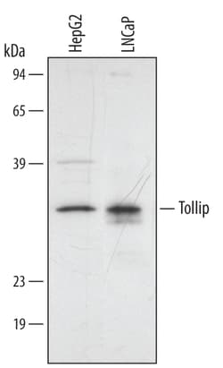 Human Tollip Antibody, R&D Systems™