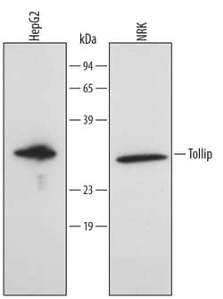 Human/Rat Tollip Antibody, R D Systems 25&mu;g; Unlabeled:Antibodies, Monoclonal