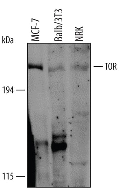 Human/Mouse/Rat TOR Antibody, R D Systems 25&mu;g; Unlabeled:Antibodies,