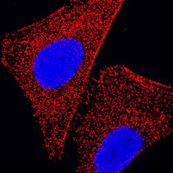 Human/Mouse/Rat TPT1/TCTP Antibody, R D Systems 25&mu;g; Unlabeled:Antibodies,